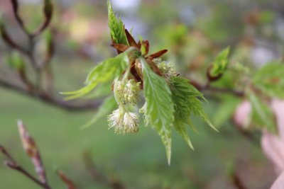 Fagus sylvatica 'Asplenifolia' - buk lesní (118) - květ